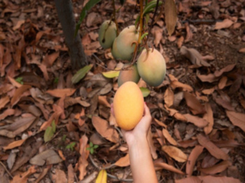 Hojas de mango se transforman en bioplástico para conservar alimentos