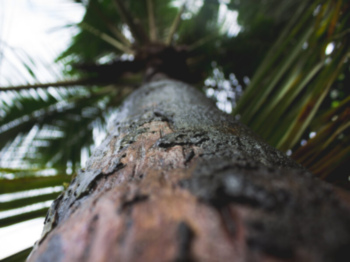 Valorización de biomasa de palmera en tableros aglomerados sin adhesivos