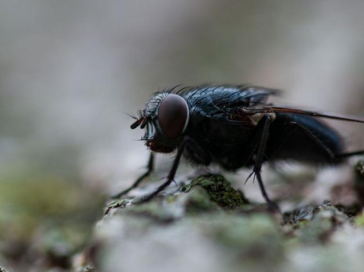 Asturias impulsa la implantación en la región de Entomonorte, pionera en bioconversión de residuos con insectos
